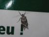 Diurnea lipsiella